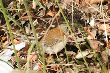 シロハラ 三ツ池公園(横浜市鶴見区) 2018年1月29日(月)