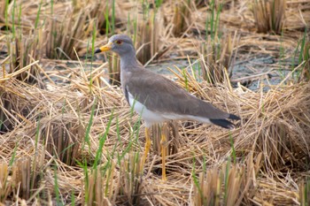 Grey-headed Lapwing 静岡県 Thu, 9/1/2022