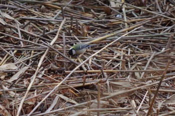 2018年1月28日(日) 洞峰公園の野鳥観察記録