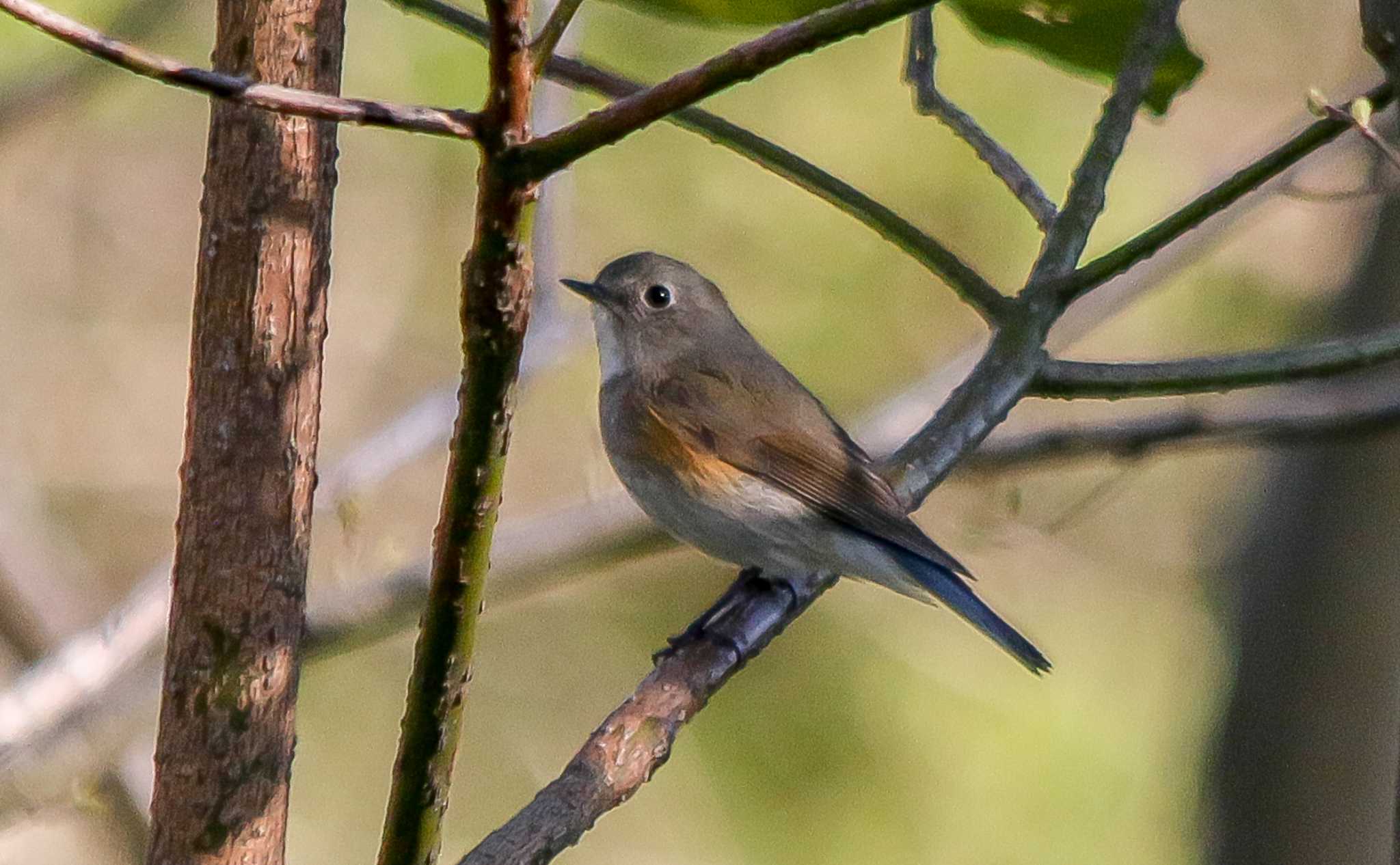 手取グランド ルリビタキの写真 by BlueBird