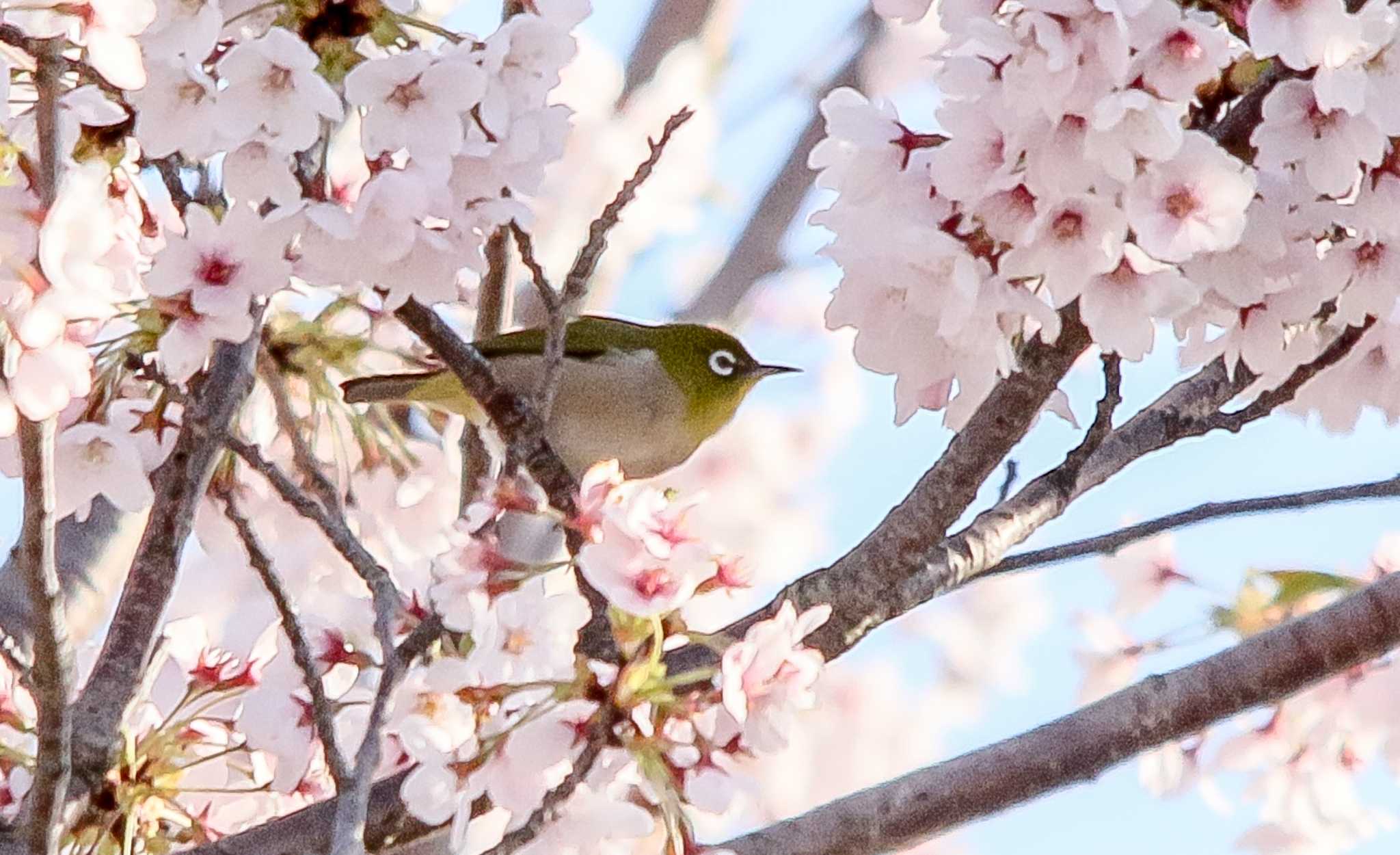 手取グランド メジロの写真 by BlueBird