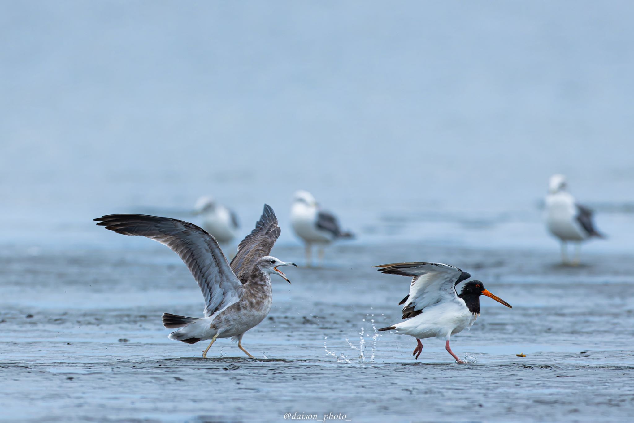 Eurasian Oystercatcher