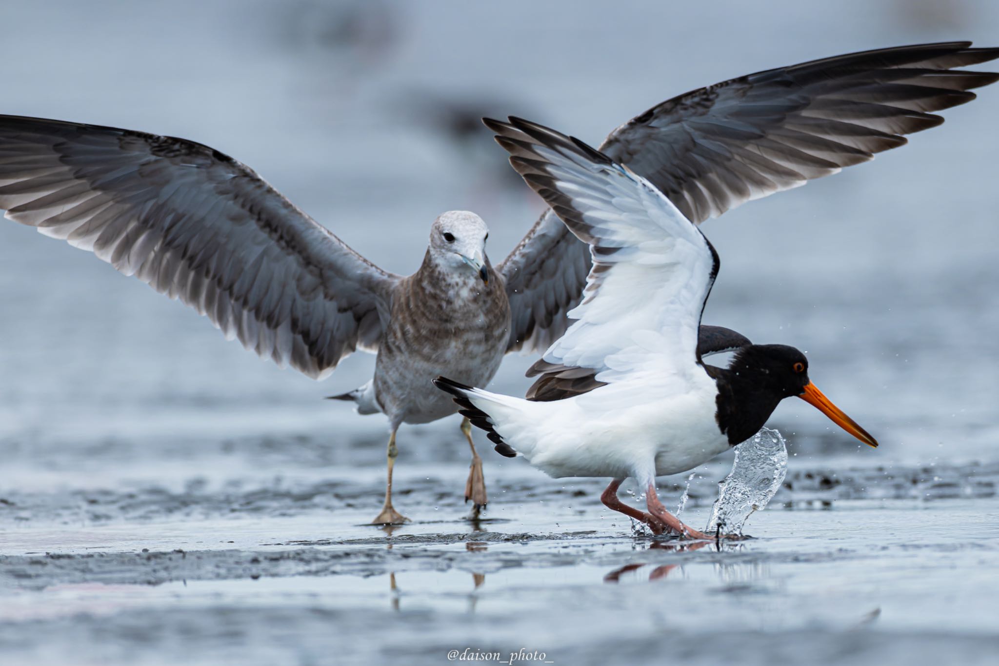 Eurasian Oystercatcher