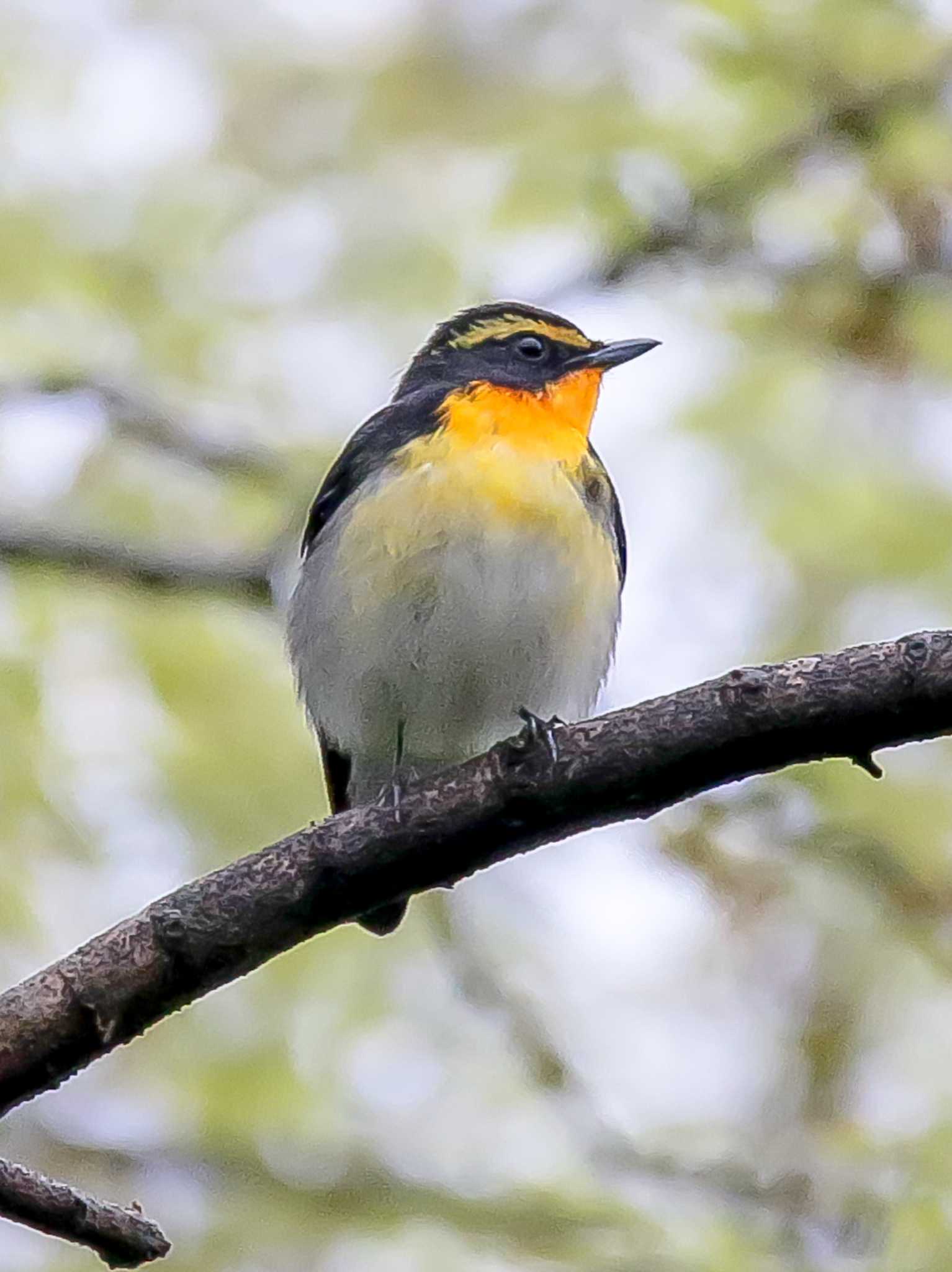 手取グランド キビタキの写真 by BlueBird