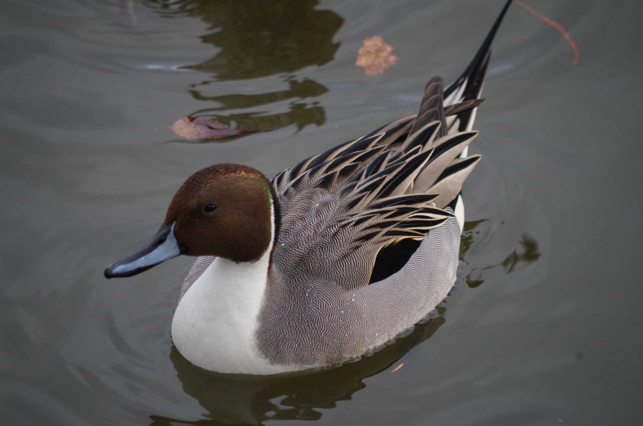 Photo of Northern Pintail at 洞峰公園 by たかとん