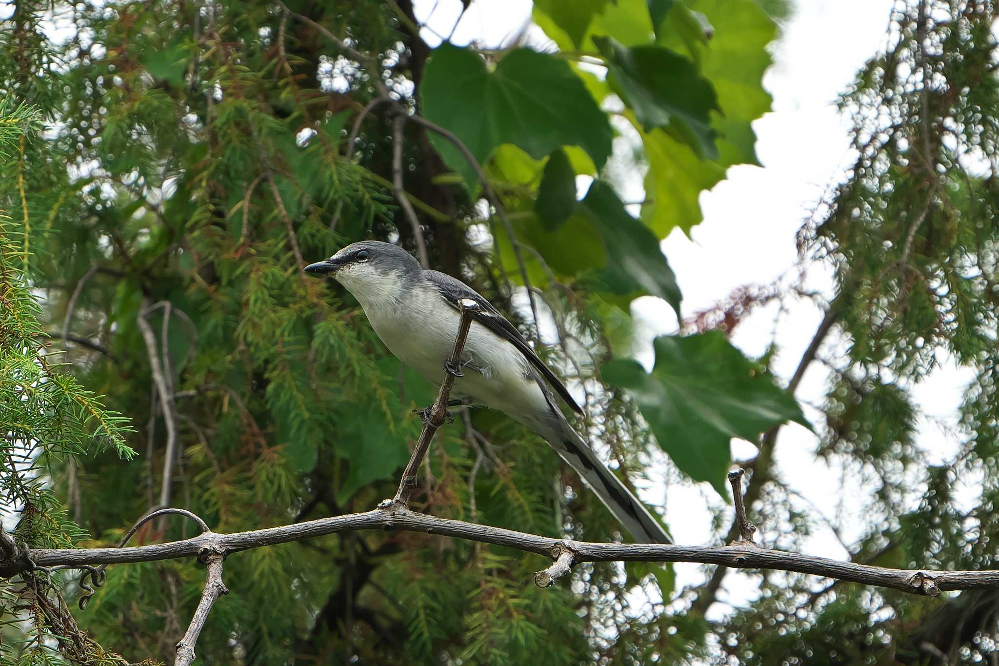 Ashy Minivet