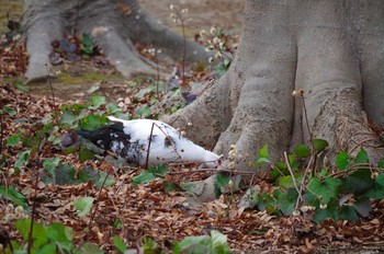 バリケン 洞峰公園 Sun, 1/28/2018