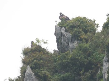 Golden Eagle 伊吹山 Mon, 8/29/2022