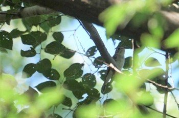 Asian Brown Flycatcher Koyaike Park Wed, 8/31/2022