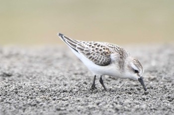 ミユビシギ ふなばし三番瀬海浜公園 2022年8月21日(日)