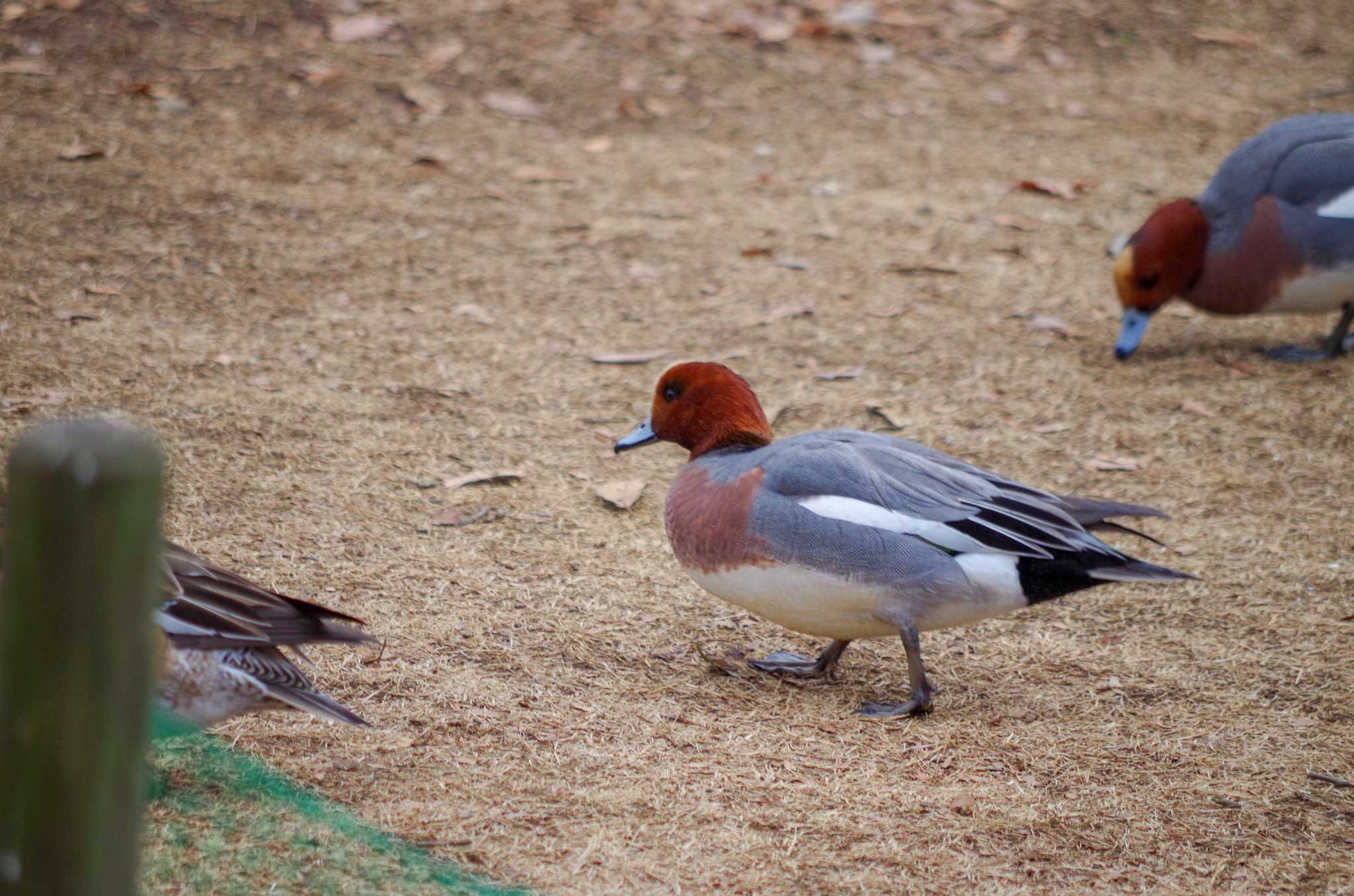 Photo of Eurasian Wigeon at 洞峰公園 by たかとん