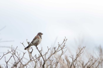 2022年8月26日(金) 車山高原の野鳥観察記録