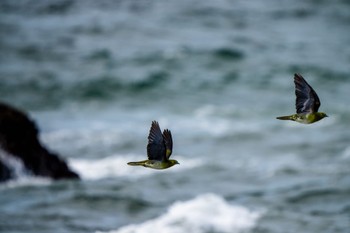 2022年8月11日(木) 大磯照ヶ崎海岸の野鳥観察記録