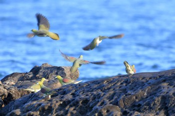 アオバト 大磯照ヶ崎海岸 2022年5月29日(日)