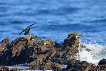 アオバト 大磯照ヶ崎海岸 2022年8月31日(水)