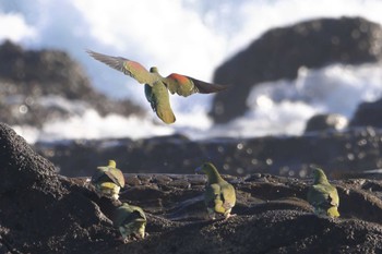 2022年8月31日(水) 大磯照ヶ崎海岸の野鳥観察記録