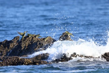 アオバト 大磯照ヶ崎海岸 2022年8月31日(水)