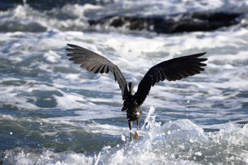 クロサギ 大磯照ヶ崎海岸 2022年8月31日(水)