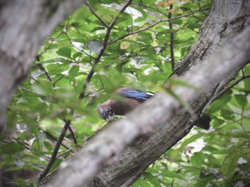 カケス 伊香保森林公園 2022年8月24日(水)