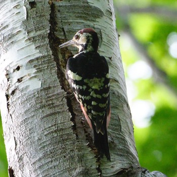 White-backed Woodpecker Nishioka Park Fri, 9/2/2022