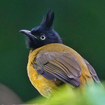 Black-crested Bulbul Khao Mai Keao Reservation Park Wed, 8/31/2022