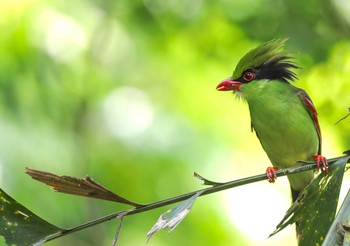 シナヘキサン 中国 広西チワン族自治区 2019年5月1日(水)