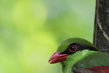 Indochinese Green Magpie