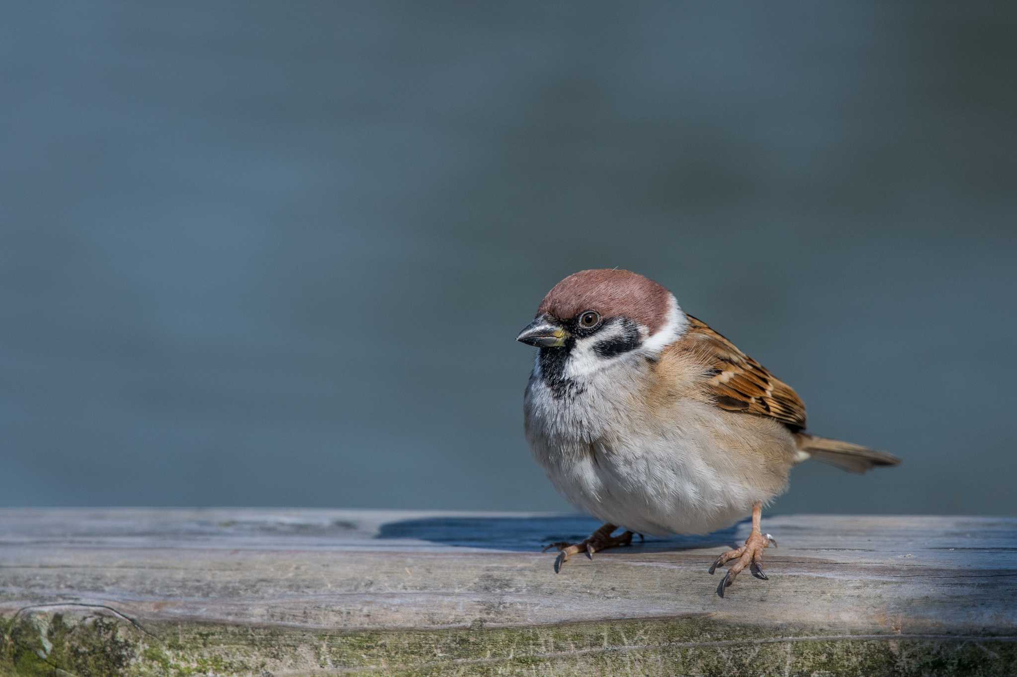 Photo of Eurasian Tree Sparrow at Akashi Park by ときのたまお