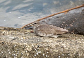 キアシシギ 東京港野鳥公園 2022年8月7日(日)