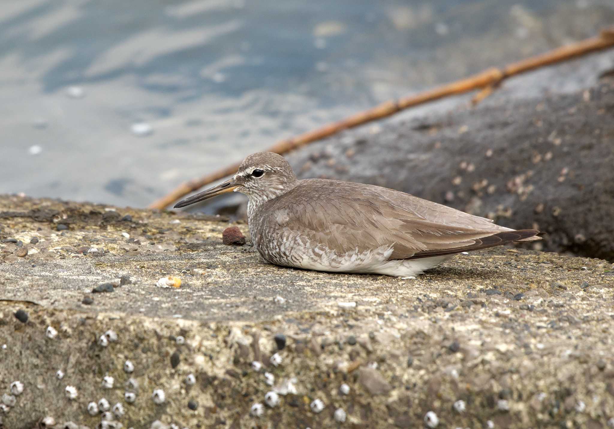 東京港野鳥公園 キアシシギの写真 by A-HA