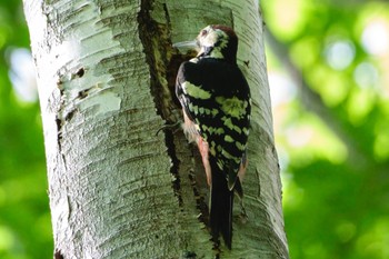 White-backed Woodpecker Nishioka Park Fri, 9/2/2022