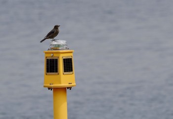 2022年8月31日(水) お台場海浜公園の野鳥観察記録