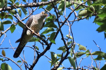 2022年8月31日(水) 桜草公園の野鳥観察記録