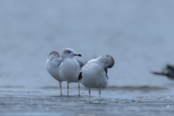 ウミネコ ふなばし三番瀬海浜公園 2022年8月29日(月)