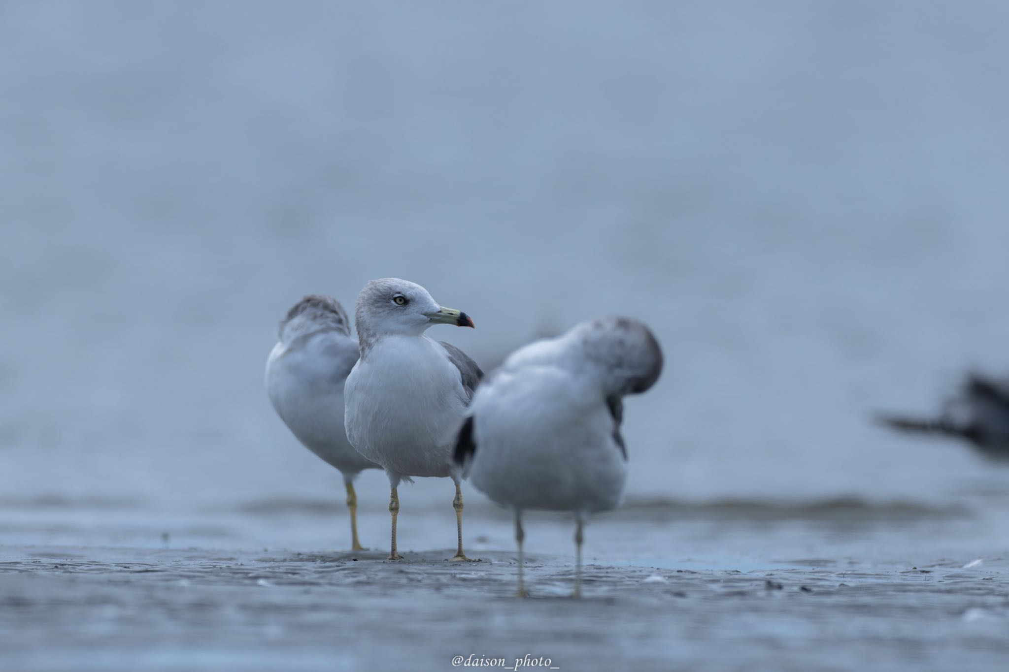 ふなばし三番瀬海浜公園 ウミネコの写真 by Daison