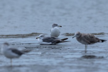 ウミネコ ふなばし三番瀬海浜公園 2022年8月29日(月)