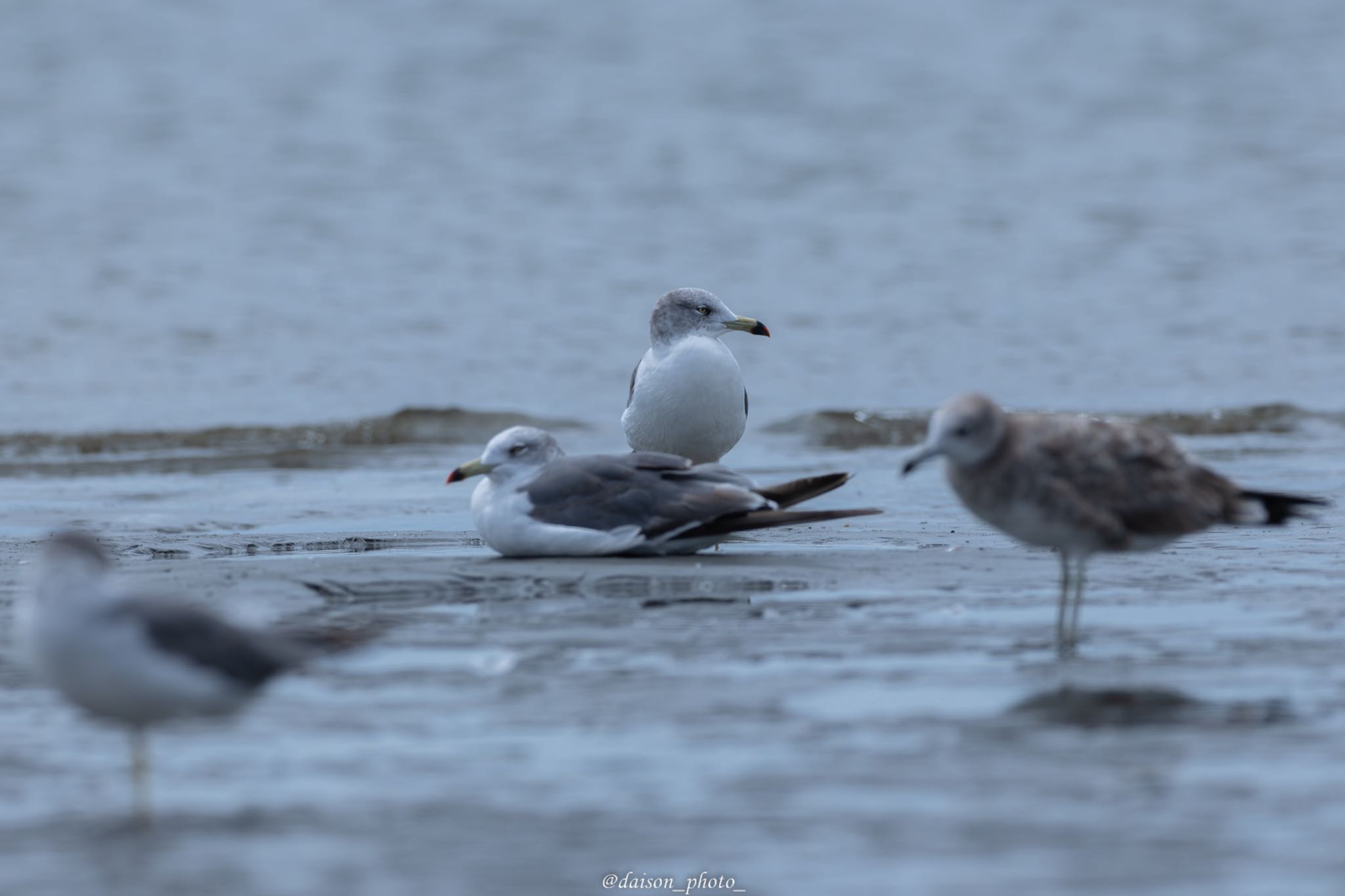 ふなばし三番瀬海浜公園 ウミネコの写真 by Daison