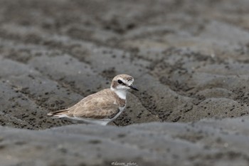 シロチドリ ふなばし三番瀬海浜公園 2022年8月29日(月)