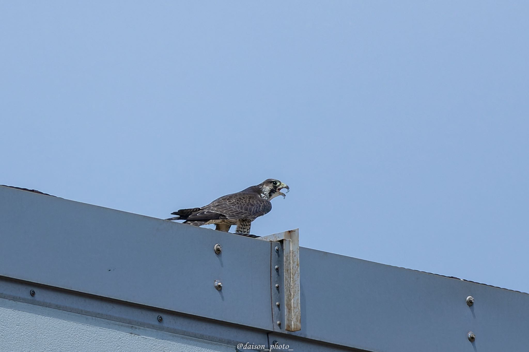 Peregrine Falcon