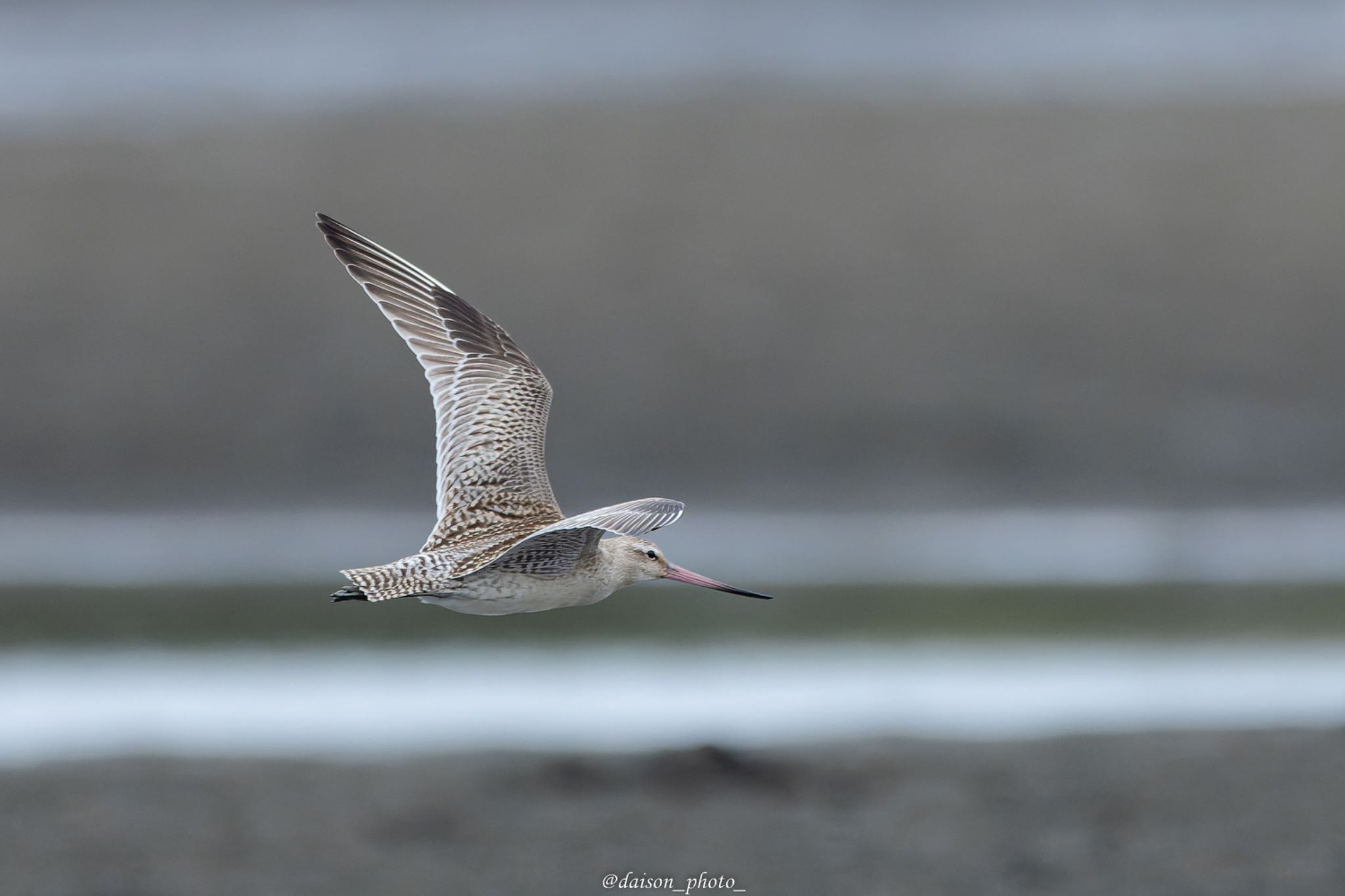 Bar-tailed Godwit