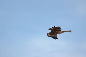 2022年9月2日(金) 石狩湾新港周辺の野鳥観察記録