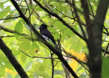 Fri, 9/2/2022 Birding report at 海上の森