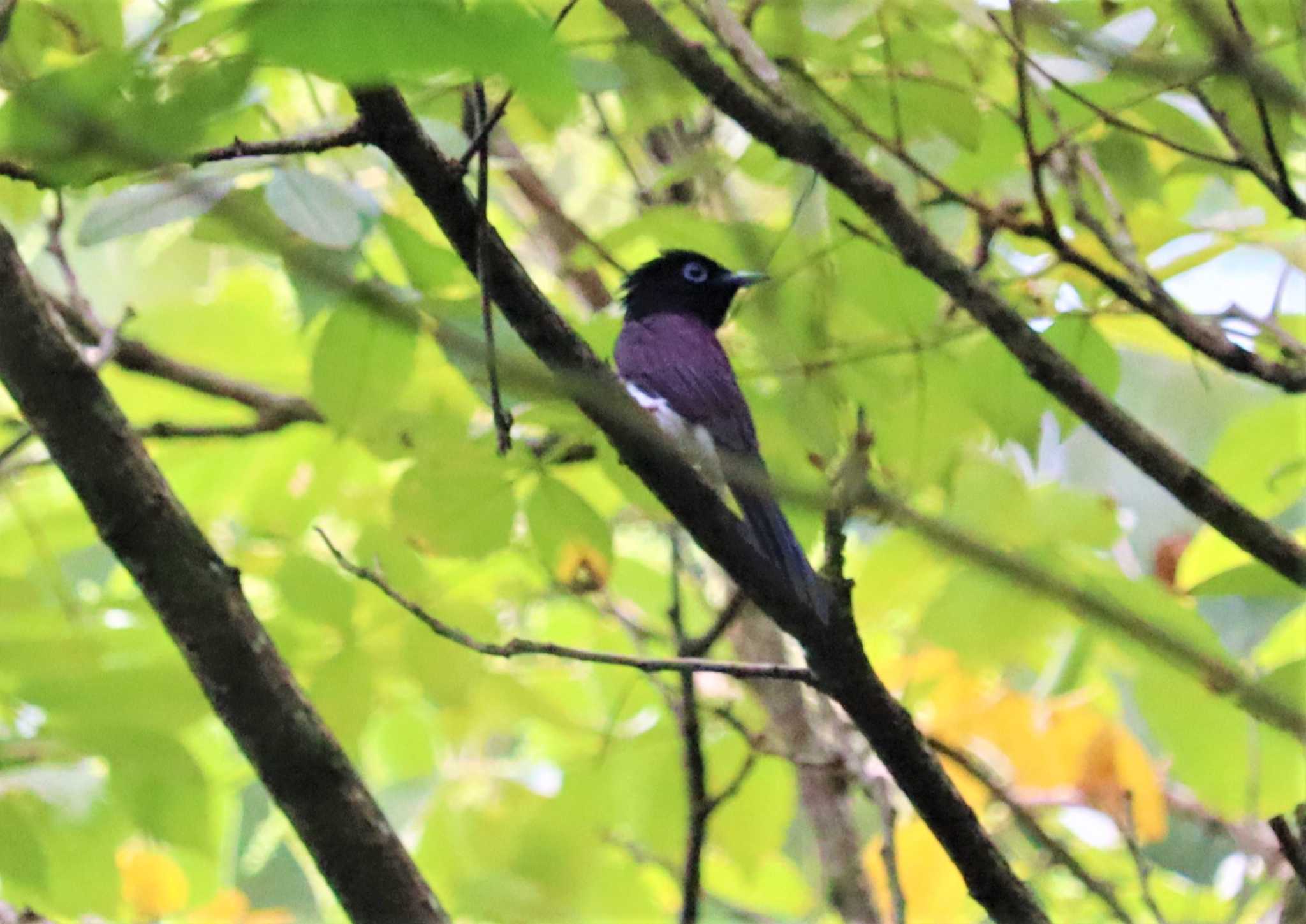 Black Paradise Flycatcher