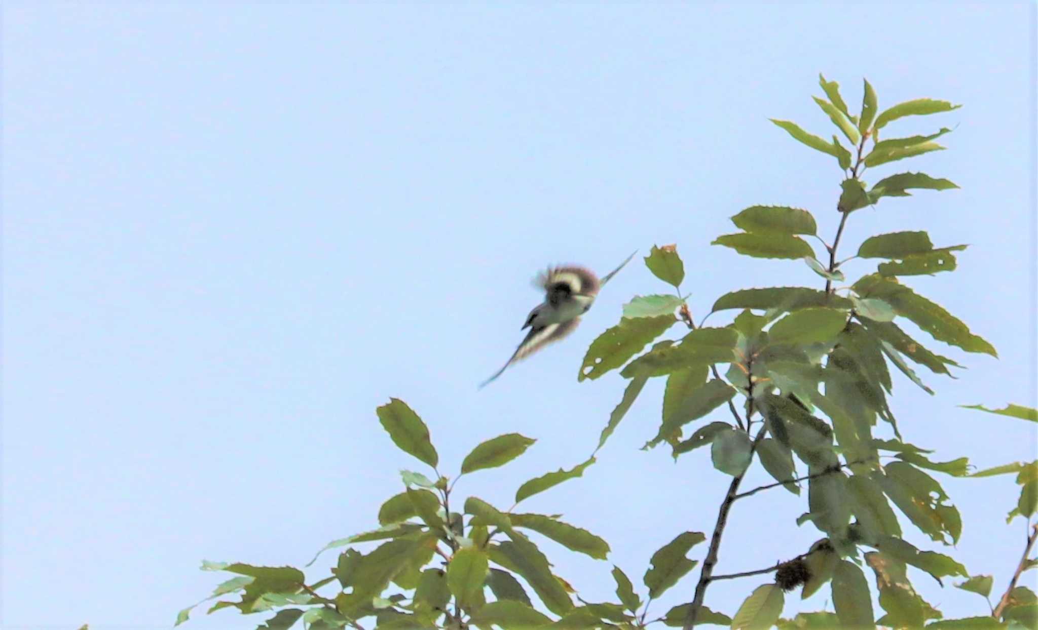 Ashy Minivet