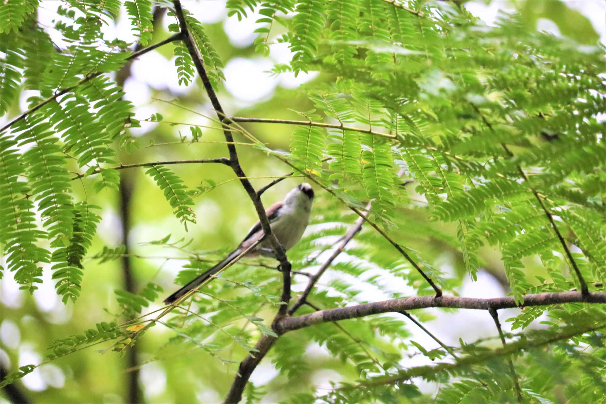 Long-tailed Tit