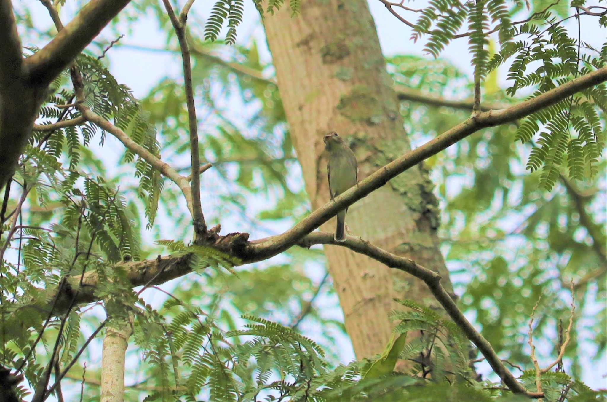 Asian Brown Flycatcher