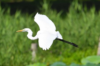 ダイサギ 明見湖 2022年8月27日(土)