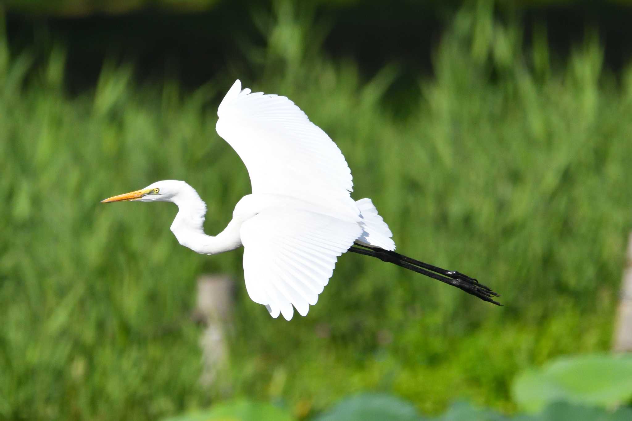 Photo of Great Egret at 明見湖 by しの