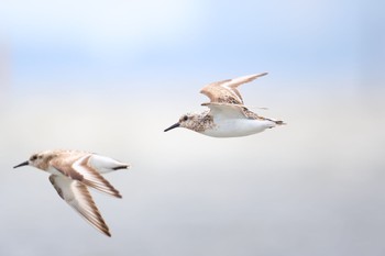 ミユビシギ ふなばし三番瀬海浜公園 2022年8月16日(火)