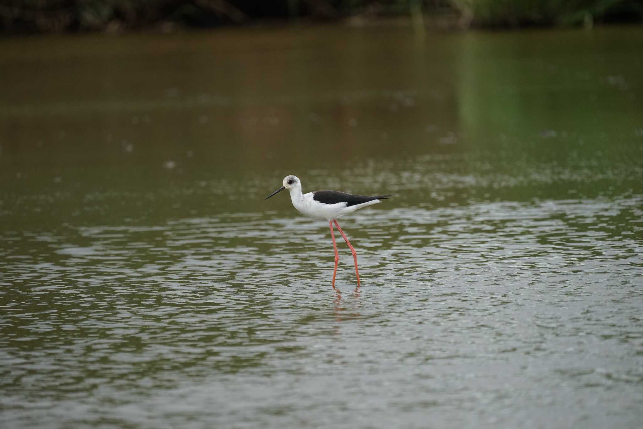 Black-winged Stilt